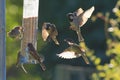 Group of sparrows eating from garden feeder