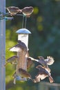 Group of sparrows eating from garden feeder