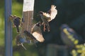 Group of sparrows eating from garden feeder