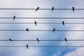 A group of sparrows gathers on power lines Royalty Free Stock Photo