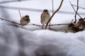 Group of sparrows perched on icy tree branches Royalty Free Stock Photo