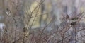 Group of sparrows on a red branch