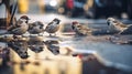 A group of sparrows is reflected in a puddle on the asphalt of the big city, made with generative ai