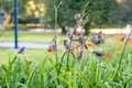 Group of sparrows resting on summer lilies.