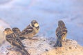 Group of sparrows sitting on stone near water Royalty Free Stock Photo