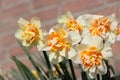 A group special daffodils with an orange heart