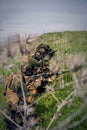 Group of special forces soldiers hiding in the grass and aiming with assault rifles