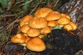 A group of Spectacular Rustgill Mushrooms, Gymnopilus junonius, growing in woodland in the UK.