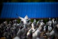 Group of speed racing pigeon on home loft roof