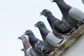 Group of speed racing pigeon rest on home roof after hard flying Royalty Free Stock Photo