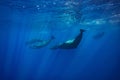 Pod of whales traveling underwater near water surface on blue aq Royalty Free Stock Photo