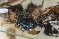 A group of spider and scorpion exoskeletons. Collection ,hobby. High image quality.