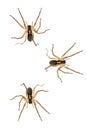 A group of spiders on a white background