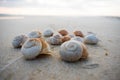 A group of spiral sea shells by the shore in the summer Royalty Free Stock Photo