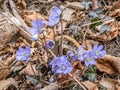 Group of spontaneous flowers with lilac petals and white pistils Royalty Free Stock Photo