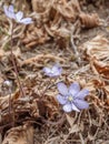 Group of spontaneous flowers with lilac petals and white pistils Royalty Free Stock Photo