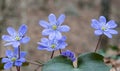 Group of spontaneous flowers with lilac petals and white pistils