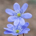 Group of spontaneous flowers with lilac petals and white pistils