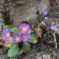 Group of spontaneous flowers with lilac petals and white pistils Royalty Free Stock Photo