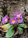 Group of spontaneous flowers with lilac petals and white pistils Royalty Free Stock Photo