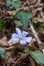 Group of spontaneous flowers with lilac petals and white pistils Royalty Free Stock Photo