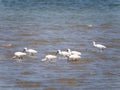 Group of spoonbills, Platalea leucorodia, feeding in shallow water at low tide of North Sea, Netherlands Royalty Free Stock Photo