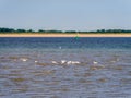 Group of spoonbills, Platalea leucorodia, feeding in shallow water at low tide of North Sea, Netherlands Royalty Free Stock Photo