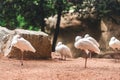 Group of spoonbills resting Royalty Free Stock Photo