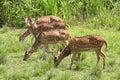 Group of  Spotted Dears  in the forests Royalty Free Stock Photo