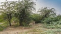 A group of spotted deer chital (axis ) walks in the jungle among green bushes