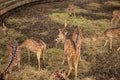 a group of spotted deer or chital deer from india in zoo Royalty Free Stock Photo