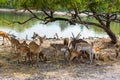 A group of spotted deer under the tree
