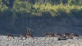 Group of spotted deers in Nepal Royalty Free Stock Photo