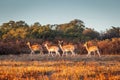 Group of spotted Deers