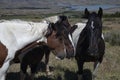 A group of spotted horses gathered together.