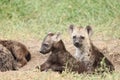 Group of spotted hyena cubs in the african savannah. Royalty Free Stock Photo