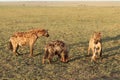 Group of spotted hyenas feeding on bone scraps in the african savannah.