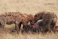 Group of spotted hyenas feeding on a carcass in the african savannah.