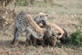 Group of spotted hyenas interacting in the african savannah.