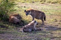 Group of spotted hyenas lying in a dirt-path in a savanna surrounded by trees