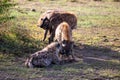 Group of spotted hyenas lying in a dirt-path in a savanna surrounded by trees