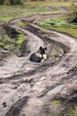 Group of spotted hyenas lying in a dirt-path in a savanna surrounded by trees