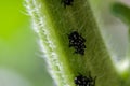 Group of Spotted Lanternflies on a Sunflower Stem