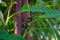 A Group of Spotted Lanternfly Nymphs Resting on a Green Plant Royalty Free Stock Photo