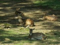 a group of spotted-skin deer took rest in Taman Safari Park Cisarua Bogor Indonesia Royalty Free Stock Photo