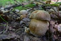 Group of Spring bolete