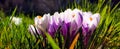 Flourishing spring crocuses Royalty Free Stock Photo