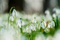 Group of spring snowdrops flowering in the woods Royalty Free Stock Photo