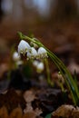 group of spring snowflake flowers covered with water drops in a forest after rain Royalty Free Stock Photo