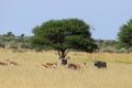Springbok and gemsbok central kalahari game reserve botswana